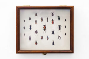 a display box with a print of beetles, generated by an artificial intelligence (machine learning) algorith,