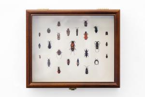 a display box with a print of beetles, generated by an artificial intelligence (machine learning) algorith,